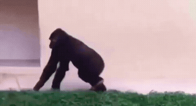 A Gorilla Is Crawling On The Ground In Front Of A Building . GIF