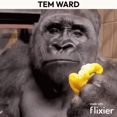 A Gorilla Is Eating A Piece Of Banana In A Video That Was Made With Flixier . GIF