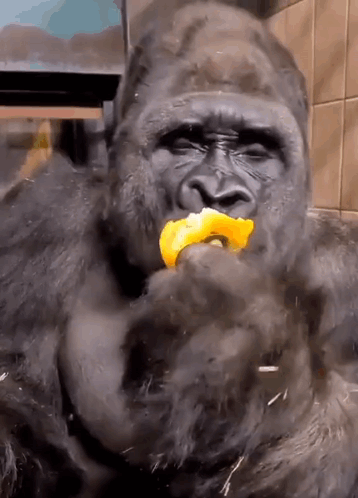 A Gorilla Is Eating A Piece Of Fruit In A Room . GIF