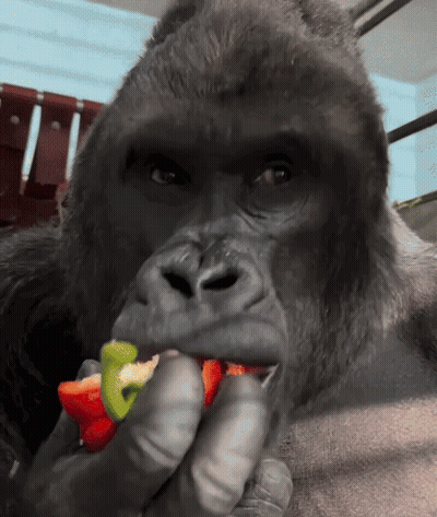 A Gorilla Is Eating A Slice Of Pepper GIF