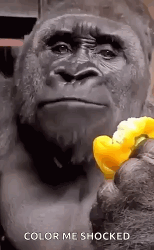 A Gorilla Is Holding A Piece Of Food In Its Hand And Says `` Color Me Shocked '' . GIF