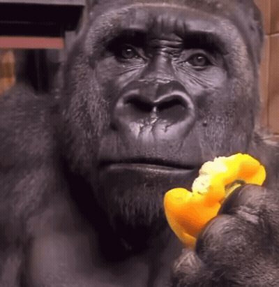 A Gorilla Is Holding A Piece Of Orange In Its Hand GIF