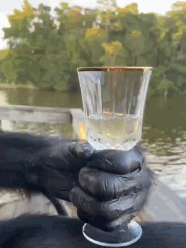 A Gorilla Is Holding A Wine Glass In Its Hands GIF