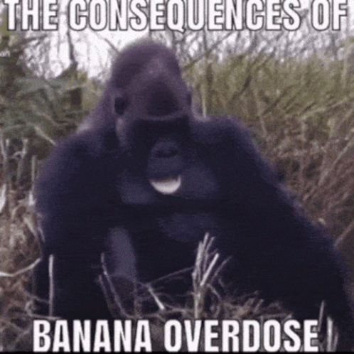 A Gorilla Is Sitting In The Grass With The Words The Consequences Of Banana Overdose Above It . GIF