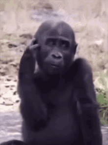 A Gorilla Is Sitting In The Water With His Hand On His Head . GIF