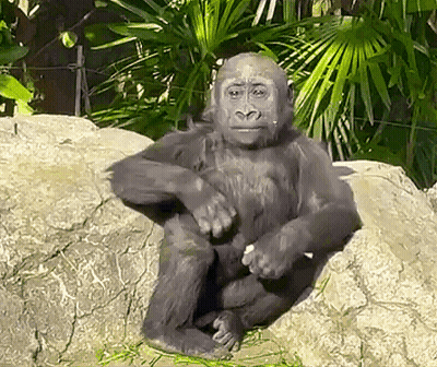 A Gorilla Is Sitting On A Rock In A Jungle . GIF