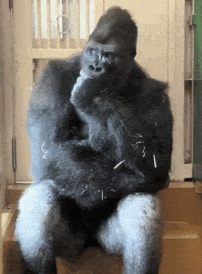 A Gorilla Is Sitting On A Wooden Block With His Hands On His Chin GIF
