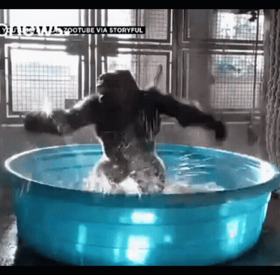 A Gorilla Is Standing In A Blue Bowl Of Water GIF