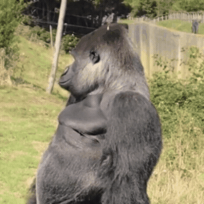 A Gorilla Is Standing In A Grassy Field With His Arms Crossed GIF