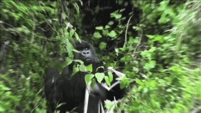 A Gorilla Is Standing In A Lush Green Forest Surrounded By Trees And Leaves . GIF