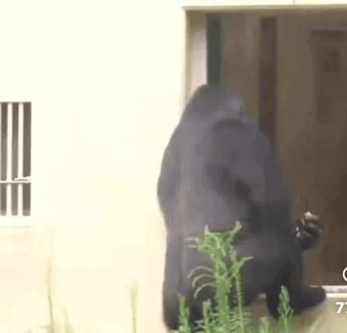 A Gorilla Is Standing In Front Of A Window And Looking Out Of It . GIF
