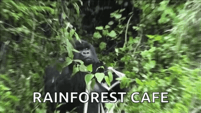 A Gorilla Is Standing In The Jungle Eating Leaves From A Tree . GIF