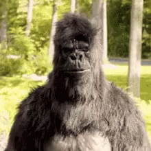 A Gorilla Is Standing In The Woods With Trees In The Background And Looking At The Camera . GIF