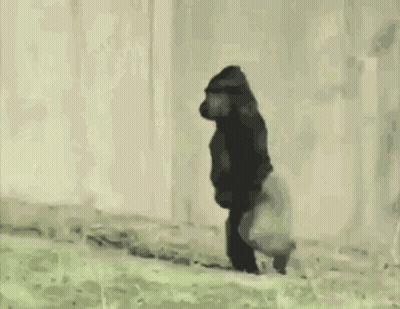A Gorilla Is Walking Across A Grassy Field In Front Of A White Fence . GIF