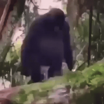 A Gorilla Is Walking Through The Woods In A Painting . GIF