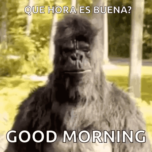A Gorilla Says Good Morning In Spanish While Standing In A Field . GIF
