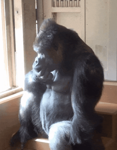 a gorilla sits in front of a window and looks out the window