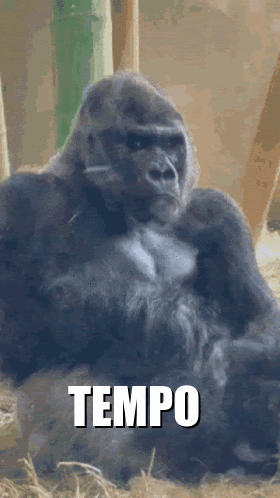 A Gorilla Sits In The Grass With The Word Tempo Written Below It GIF