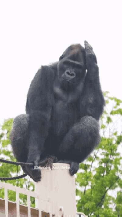 A Gorilla Sitting On Top Of A White Fence With Something About Gorillas Written On The Bottom GIF