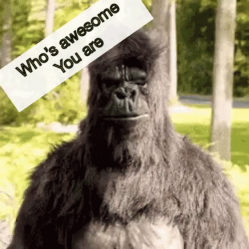 A Gorilla With A Sign That Says Who 'S Awesome You Are On It GIF