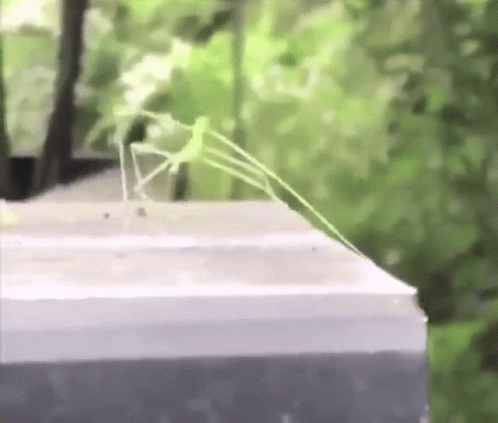 A Grasshopper Is Sitting On A Ledge With A Green Spider Web . GIF