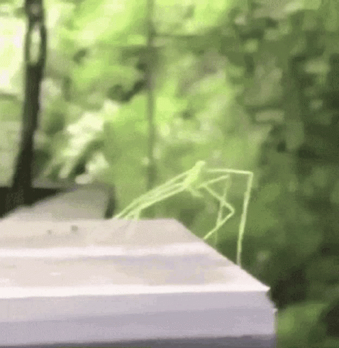 A Grasshopper Is Sitting On Top Of A White Box On A Table . GIF