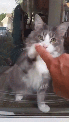A Gray And White Cat Is Being Petted By A Person 'S Hand GIF