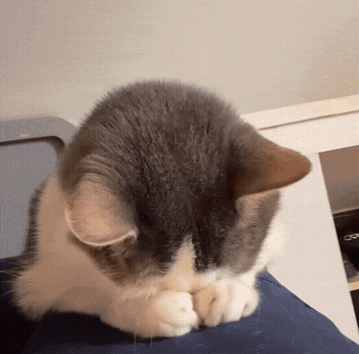 A Gray And White Cat Is Covering Its Face With Its Paw GIF