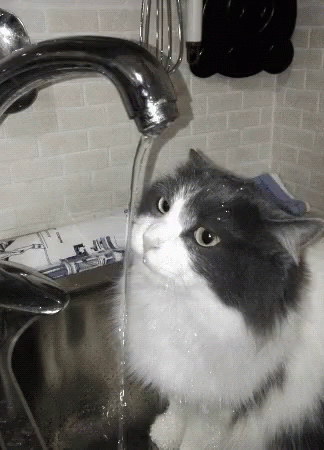 A Gray And White Cat Is Drinking Water From A Kitchen Faucet GIF