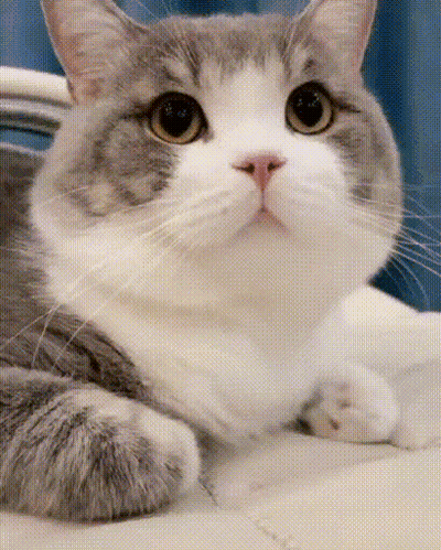 A Gray And White Cat Is Laying Down And Looking At The Camera GIF