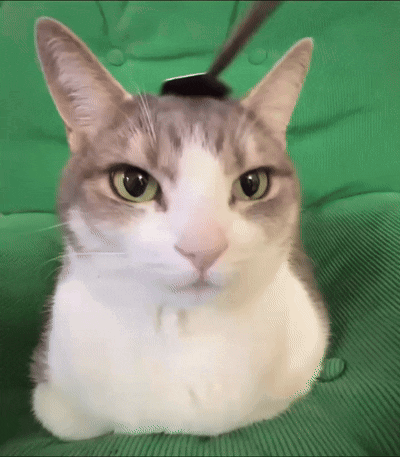 A Gray And White Cat Is Laying On A Green Cushion GIF