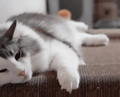 A Gray And White Cat Is Laying On Its Back GIF