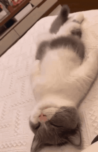 A Gray And White Cat Is Laying On Its Back On A Bed GIF