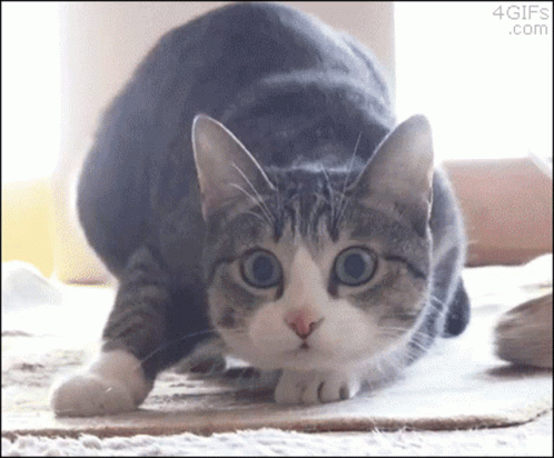 A Gray And White Cat Is Looking At The Camera With A 4Gifs.com Logo In The Corner GIF
