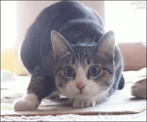 A Gray And White Cat Is Looking At The Camera With A 4Gifs.com Logo In The Corner GIF