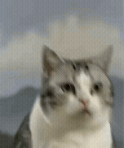 A Gray And White Cat Is Looking At The Camera With A Serious Look On Its Face . GIF