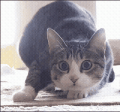 A Gray And White Cat Is Looking At The Camera With Its Eyes Wide Open GIF