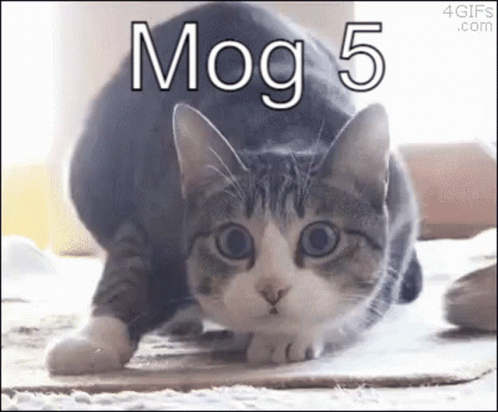 A Gray And White Cat Is Looking At The Camera With The Words Mog 5 Written Above It . GIF