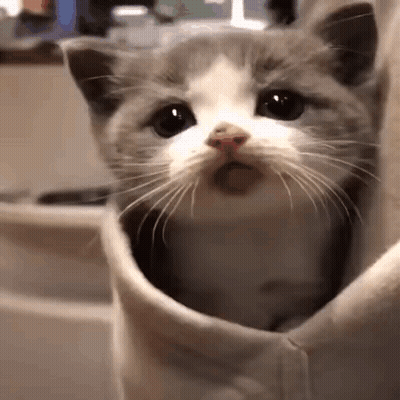 A Gray And White Cat Is Sitting Inside Of A Person 'S Sweatshirt . GIF
