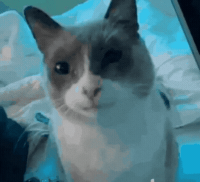 A Gray And White Cat Is Sitting On A Bed And Looking At The Camera GIF