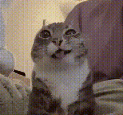A Gray And White Cat Is Sitting On A Bed With Its Mouth Open . GIF
