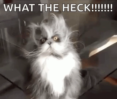 A Gray And White Cat Is Sitting On A Glass Table And Looking At The Camera With A Knife In Its Mouth . GIF