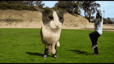 A Gray And White Cat Is Standing In A Grassy Field GIF