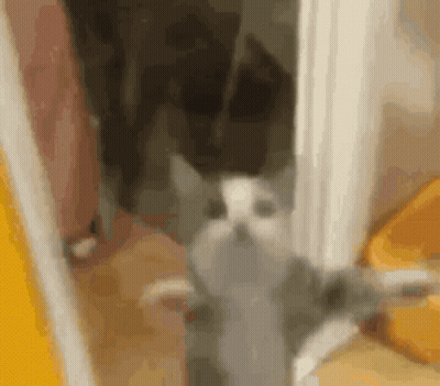 A Gray And White Cat Is Standing In A Room Next To A Yellow Bucket . GIF
