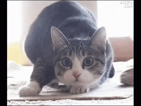 A Gray And White Cat Is Stretching Its Legs On A Carpet . GIF