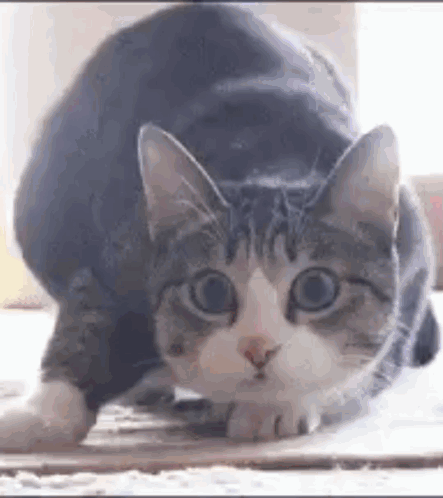A Gray And White Cat Is Stretching Its Legs On A Carpet . GIF