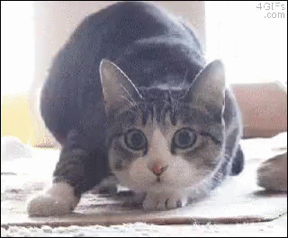 A Gray And White Cat Is Stretching Its Legs On A Table . GIF