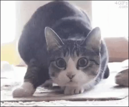 A Gray And White Cat Is Stretching Its Legs On The Floor . GIF