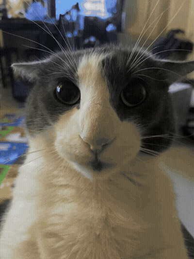 A Gray And White Cat Looking At The Camera GIF