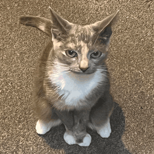 A Gray And White Cat Sitting On A Carpet Looking Up At The Camera GIF